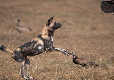 Wild Dog